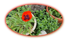 Fingerhut Blüte