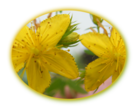 Johanniskraut Hyericum